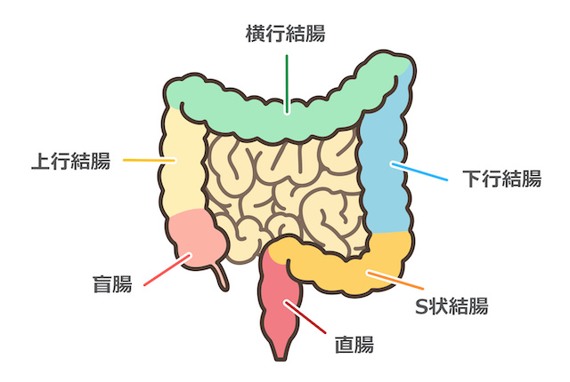 大腸のイラスト