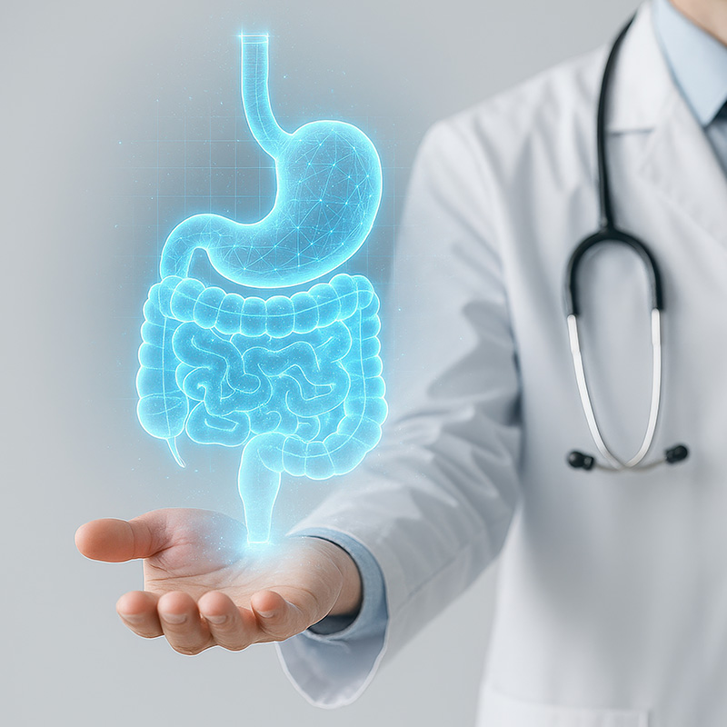 消化器官イメージ